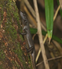Emoia nigra