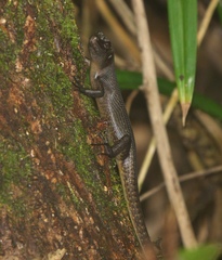 Emoia nigra