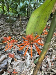 Erythrina leptorhiza