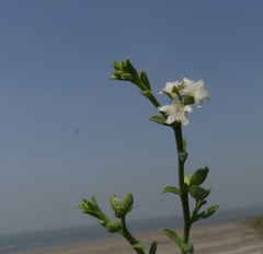 Echiochilon pauciflorum