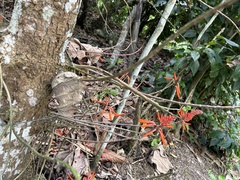 Erythrina leptorhiza