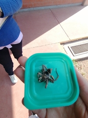 Arachnida