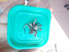 Arachnida
