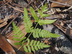 Pteridium