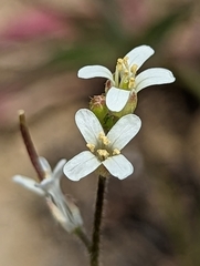 Caulanthus lasiophyllus