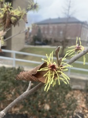 Hamamelis mollis