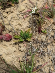 Caulanthus lasiophyllus