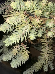 Sedum morganianum