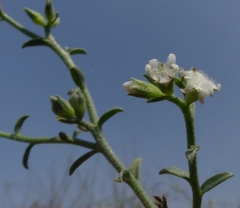 Echiochilon pauciflorum