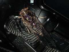 Amphipsalta cingulata