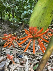 Erythrina leptorhiza