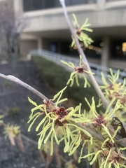 Hamamelis mollis