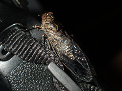 Amphipsalta cingulata