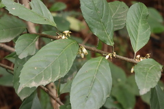 Maesa japonica