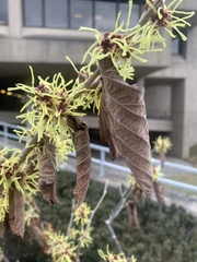 Hamamelis mollis