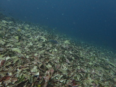 Craterognathus plagiotaenia