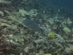 Craterognathus plagiotaenia