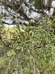 Juniperus californica