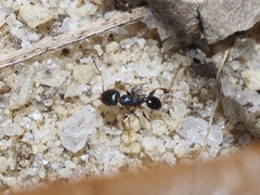 Pheidole metallescens