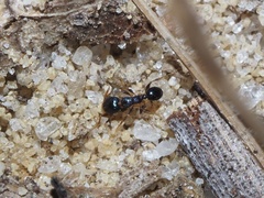 Pheidole metallescens