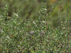 Echiochilon pauciflorum