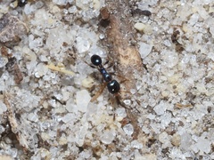Pheidole metallescens