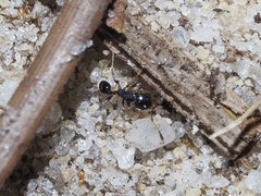 Pheidole metallescens