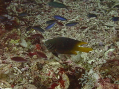 Neoglyphidodon nigroris