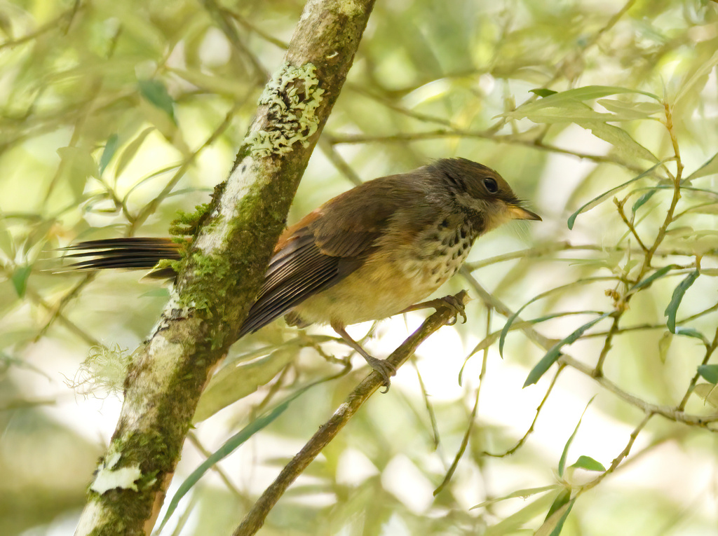 Rufous Fantail From Tanybryn Vic 3249, Australia On February 20, 2023 