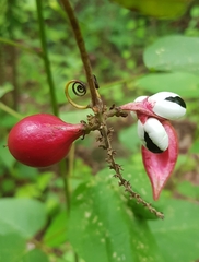 Paullinia pinnata