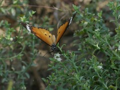 Echiochilon pauciflorum