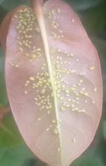 Aphis spiraecola