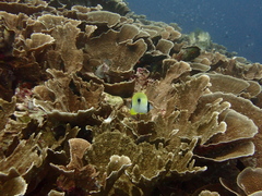 Chaetodon unimaculatus