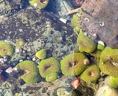 Anthopleura elegantissima