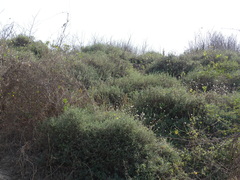 Echiochilon pauciflorum