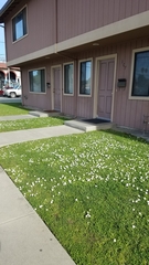Bellis perennis