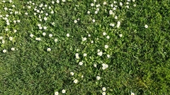 Bellis perennis