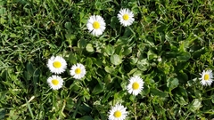 Bellis perennis