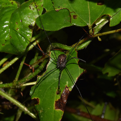 Phalangioidea
