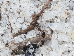 Pheidole metallescens