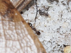 Pheidole metallescens