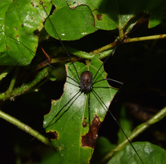 Phalangioidea
