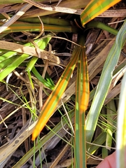 Aciphylla crenulata