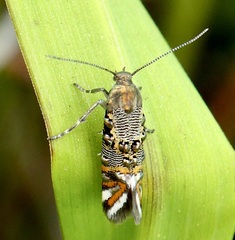 Lithariapteryx jubarella