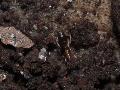 Hypoponera