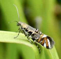 Lithariapteryx jubarella