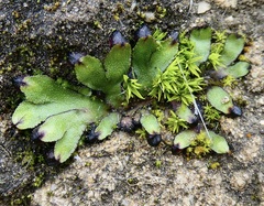 Targionia hypophylla