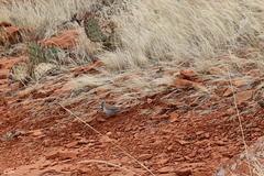 Junco hyemalis dorsalis