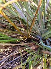 Aciphylla crenulata