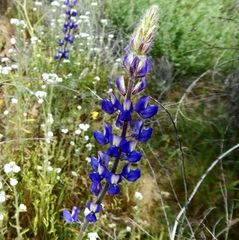 Lupinus sparsiflorus